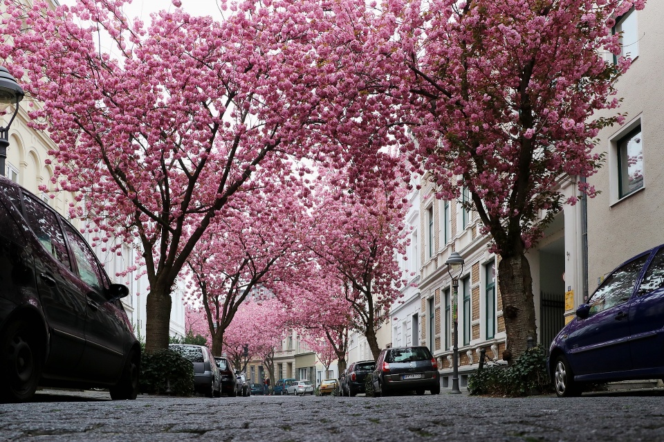Eine Allee mit rose blühenden Kirschbäumen über Kopfsteinpflaster. Rechts und links weiße Häuser.