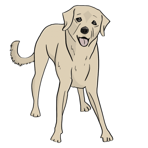 Ein mittelgroßer Hund mit hellem Fell